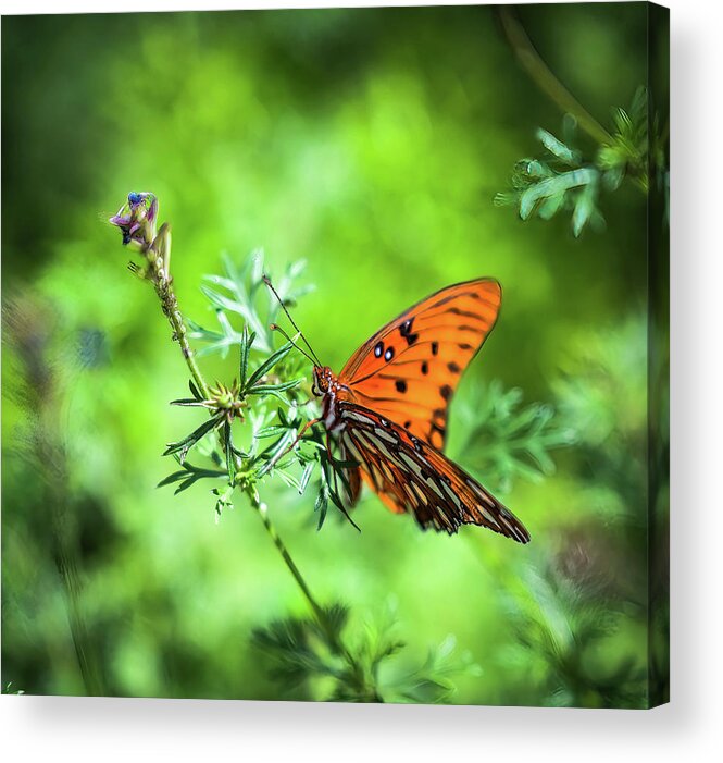 Butterly Acrylic Print featuring the photograph Spring in the Desert by Kelly Jones