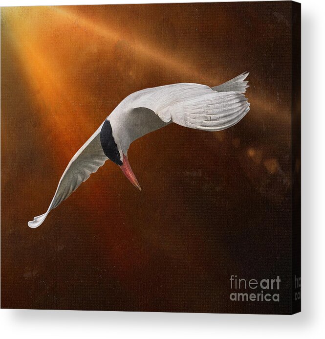 Caspian Tern Acrylic Print featuring the photograph Terned Into Art by Sandra Rust