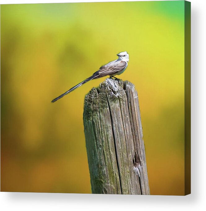 Flycatcher Acrylic Print featuring the photograph That tail by Pam Rendall