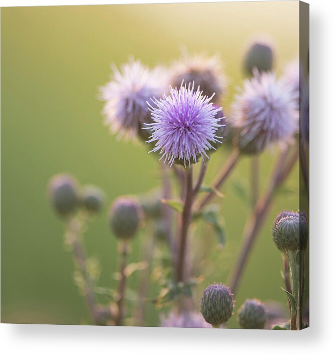 Thistle Acrylic Print featuring the photograph Thistle Flowers by Karen Rispin