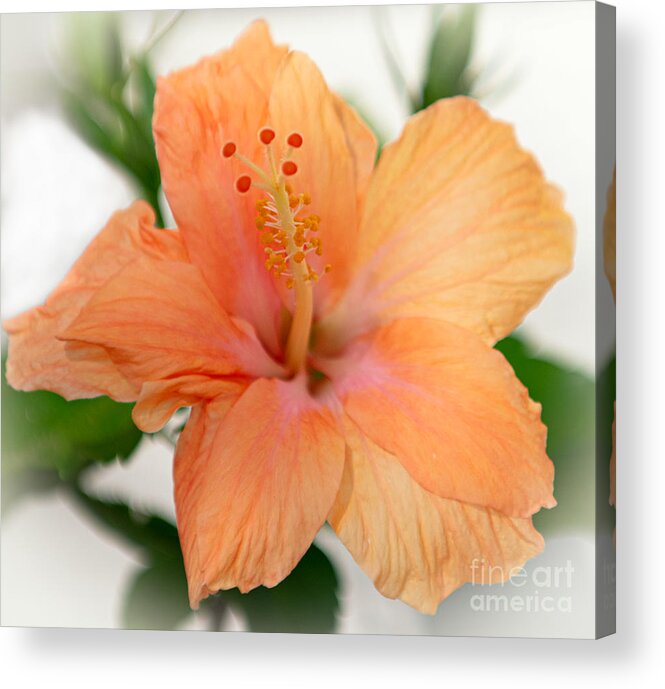 Hisbicus Acrylic Print featuring the photograph Tropical Bloom - Hibiscus by Dale Powell
