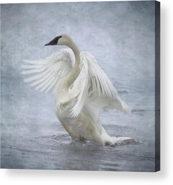 Swan Acrylic Print featuring the photograph Trumpeter Swan - Misty Display by Patti Deters