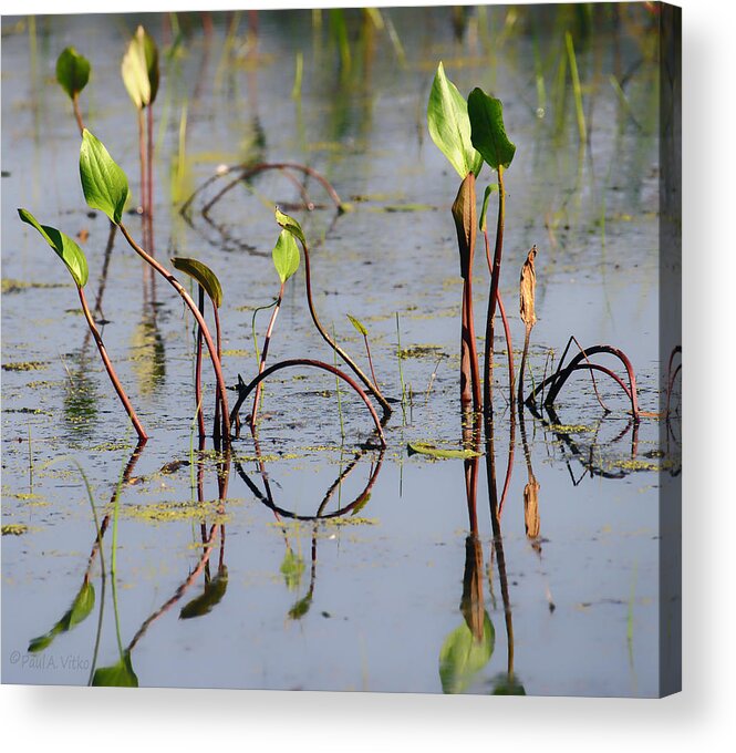 Water Acrylic Print featuring the photograph Water Dance by Paul Vitko