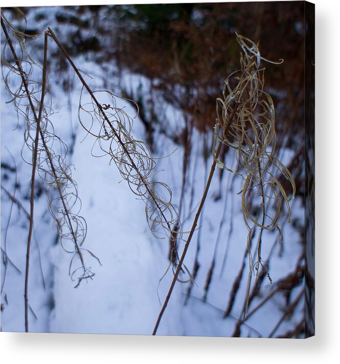 Rosebay Willowherb Acrylic Print featuring the photograph Winter of Fireweed by Elena Perelman