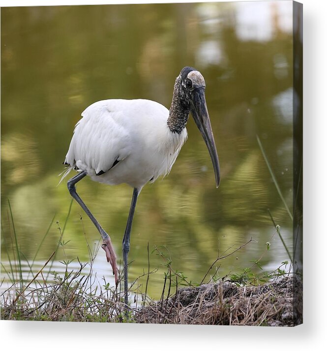 Wood Storks Acrylic Print featuring the photograph Wood stork 5 by Mingming Jiang