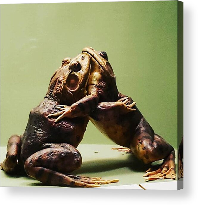 Hug Acrylic Print featuring the photograph Wrestling Hugging Frogs by Vicki Noble