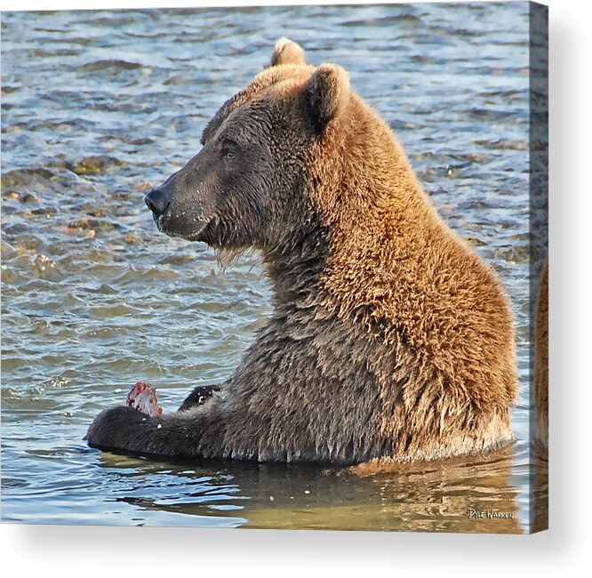 Bear Acrylic Print featuring the photograph Salmon for Dinner by Dyle  Warren