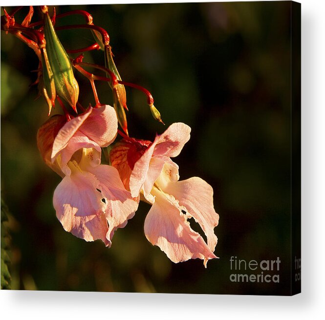 Himalayan Balsam Acrylic Print featuring the photograph Himalayan Balsam #2 by Liz Leyden