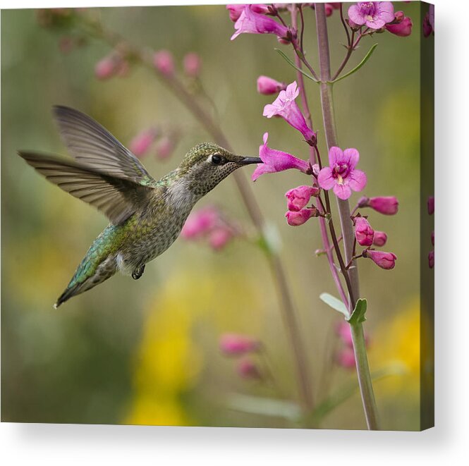 Hummingbird Acrylic Print featuring the photograph Hummingbird Heaven #3 by Saija Lehtonen
