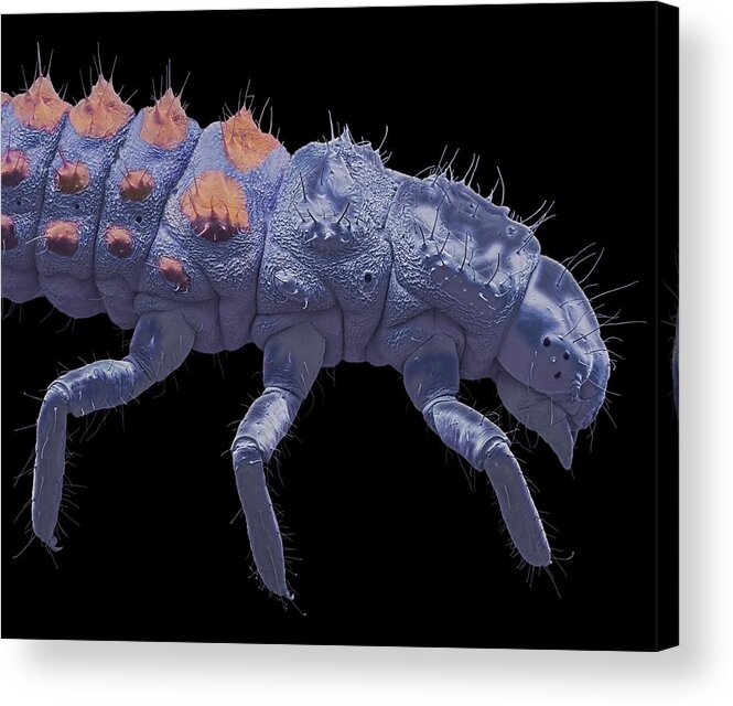 Beetle Acrylic Print featuring the photograph Ladybird Larva #1 by Steve Gschmeissner/science Photo Library