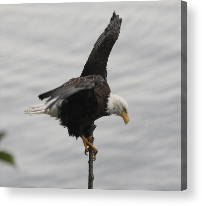 Pacific Northwest Eagle Acrylic Print featuring the photograph Pacific Northwest Eagle II #1 by Mary Gaines