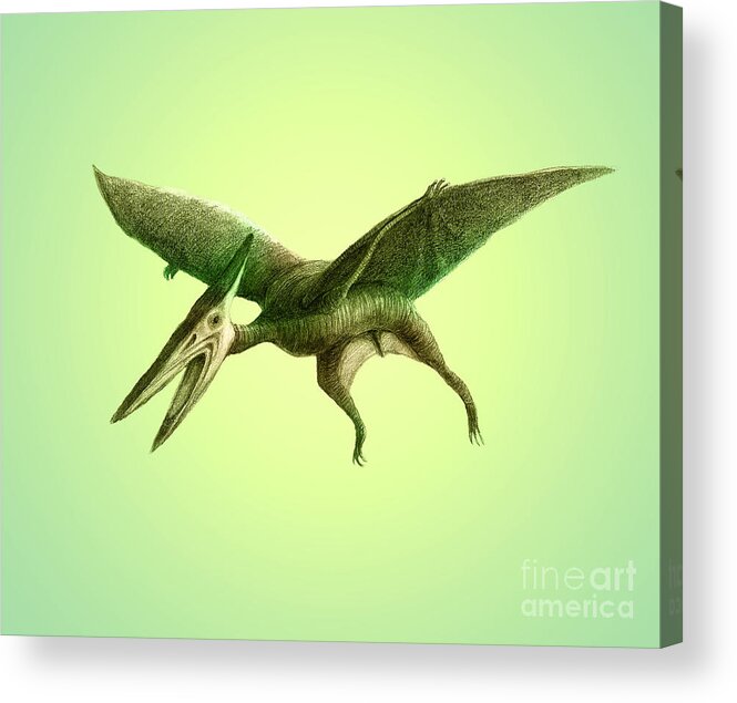 Dinosaur Acrylic Print featuring the photograph Pterodactyl, Cretaceous Dinosaur #2 by Spencer Sutton