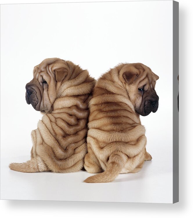 Dog Acrylic Print featuring the photograph Shar Pei Puppies #3 by John Daniels