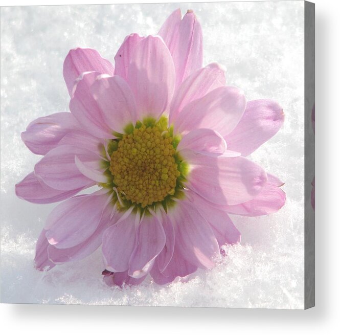 Floral Still Life Acrylic Print featuring the photograph The Whisper Of A Snow Blossom by Angela Davies
