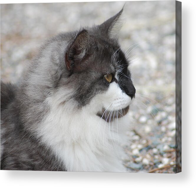 Photograph Acrylic Print featuring the photograph Cat #3 by Larah McElroy