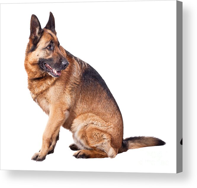 Dog Acrylic Print featuring the photograph German Shepherd #3 by Gualtiero Boffi