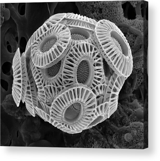 Calcareous Phytoplankton Acrylic Print featuring the photograph Coccolithophore #4 by Steve Gschmeissner/science Photo Library