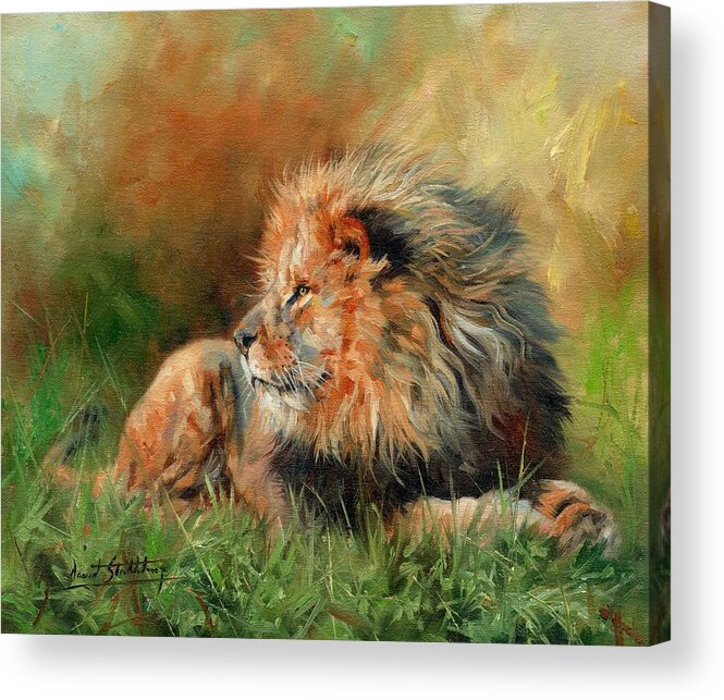 Lion Acrylic Print featuring the painting Lion #6 by David Stribbling