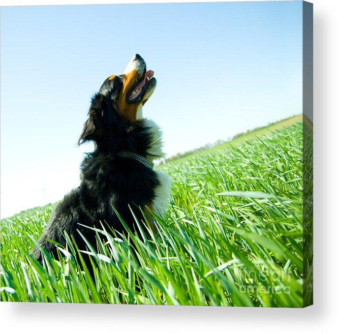 Adorable Acrylic Print featuring the photograph A cute dog on the field by Michal Bednarek