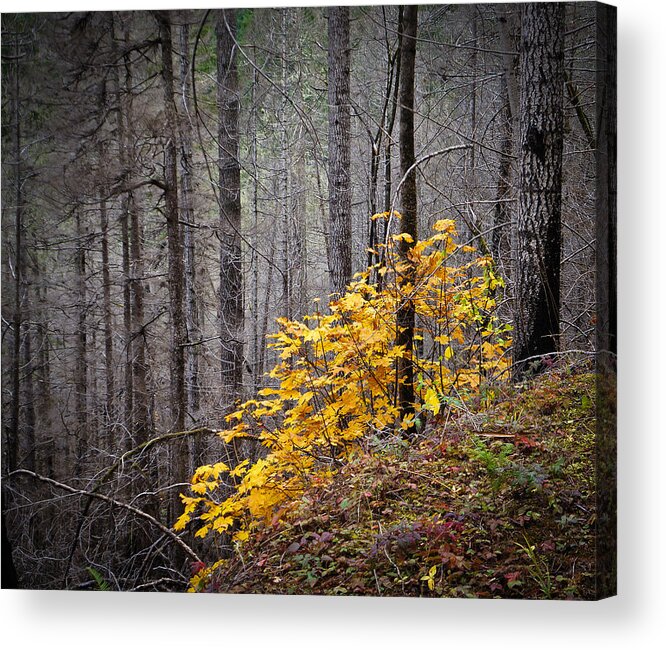 Autumn Acrylic Print featuring the photograph A Touch of Gold by Ronda Broatch