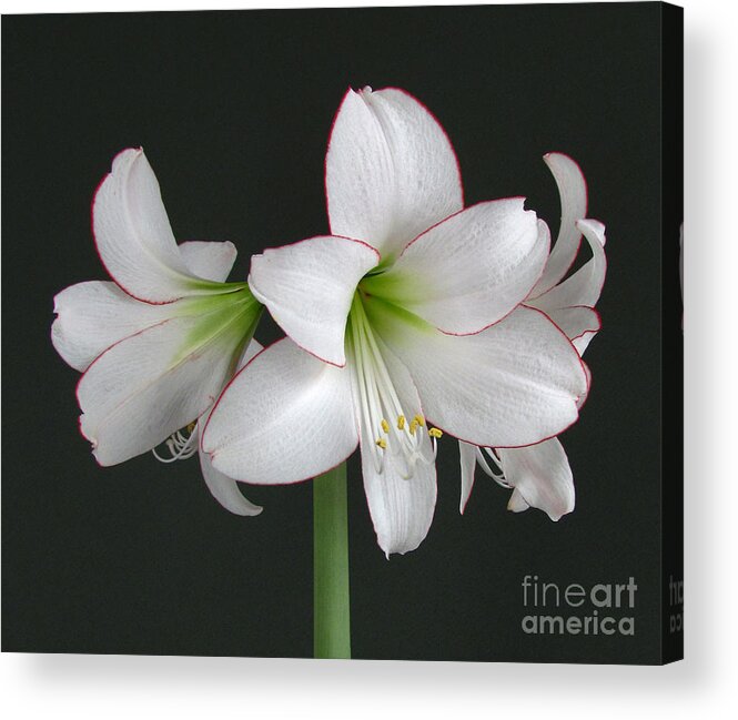 Flower Acrylic Print featuring the photograph Amaryllis by Deborah Johnson