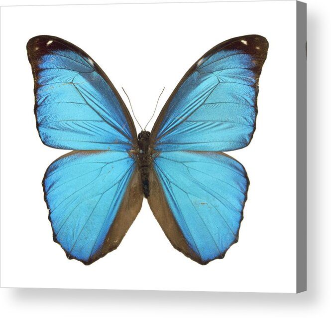 Amazon Acrylic Print featuring the photograph Amazonian butterfly by Science Photo Library