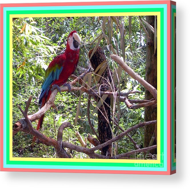 Artistic Acrylic Print featuring the photograph Artistic Wild Hawaiian Parrot by Joseph Baril