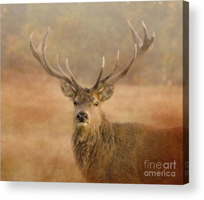 Deer Acrylic Print featuring the photograph Magnificant Stag by Linsey Williams