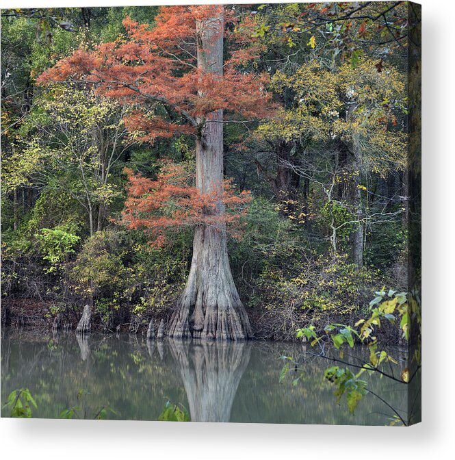 Tim Fitzharris Acrylic Print featuring the photograph Bald Cypress In White River Nrw Arkansas by Tim Fitzharris