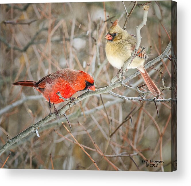 Cardinals Acrylic Print featuring the photograph Birds of a Feather by Peg Runyan