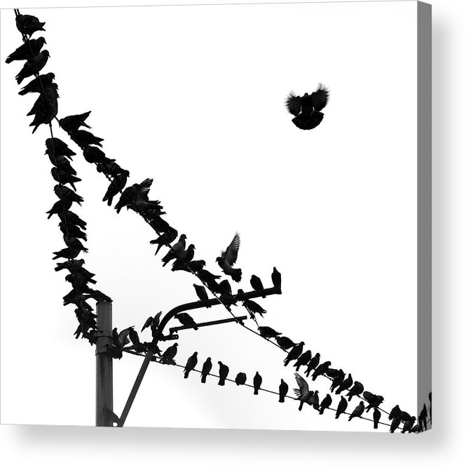 Vertebrate Acrylic Print featuring the photograph Birds On Power Line by Okeyphotos