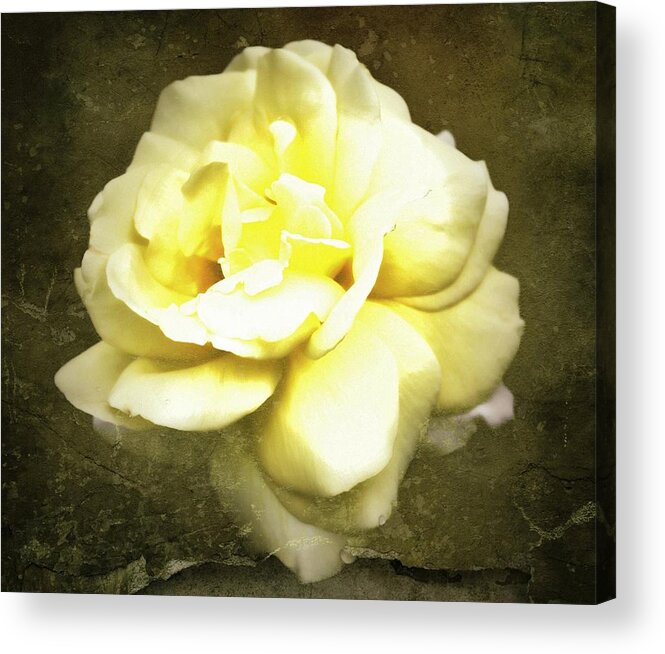  Yellow Roses Acrylic Print featuring the photograph Bloom in full by Cathie Tyler