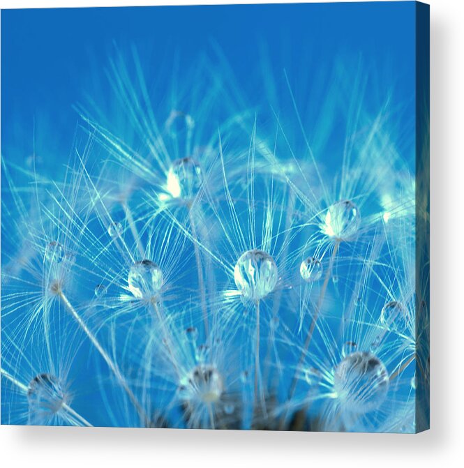 County Wicklow Acrylic Print featuring the photograph Blue Raindrops On Dandelion by Www.photographybykristina.zenfolio.com