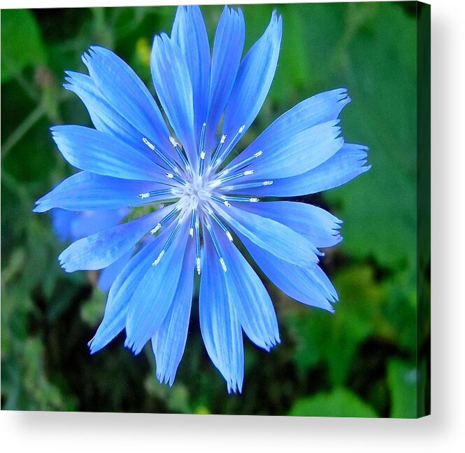 Flower Acrylic Print featuring the photograph Blue Star by Stephanie Moore