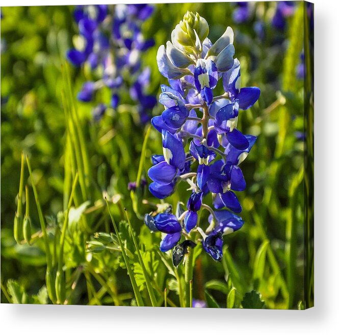 Bluebonnet Acrylic Print featuring the photograph Bluebonnet by Peggy Blackwell