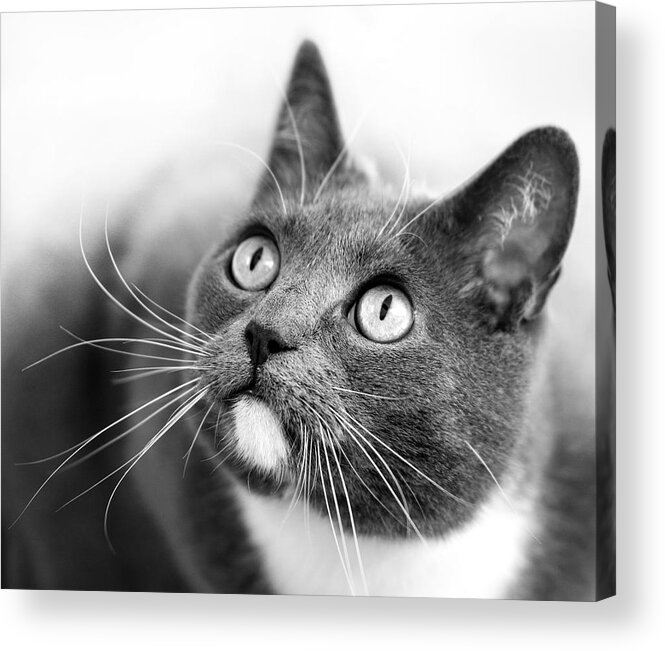 Cat Acrylic Print featuring the photograph Bright Eyes by Marc Huebner