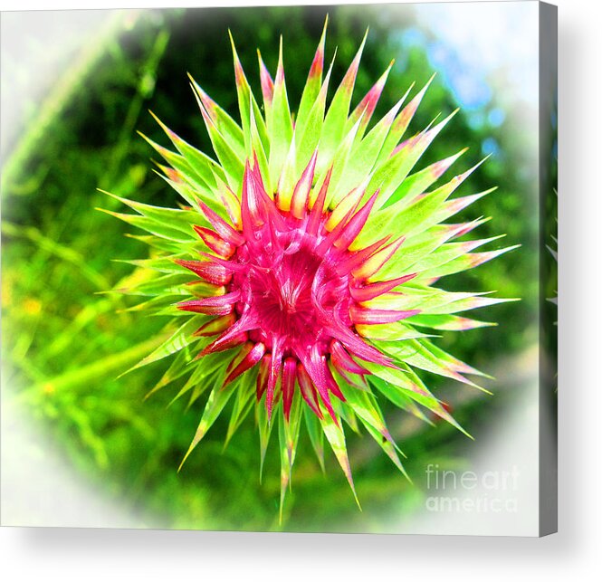 Flower Acrylic Print featuring the photograph Brighter Pineapple Flower by Tina M Wenger