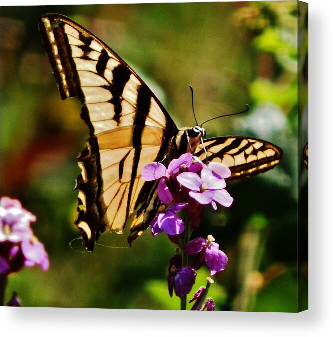 Butterfly Acrylic Print featuring the photograph Broken Wing by VLee Watson