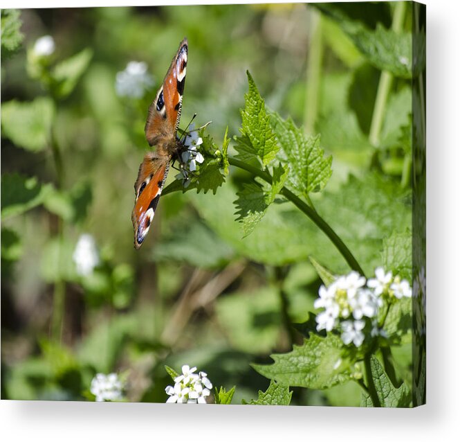 Butterfly Acrylic Print featuring the photograph Butterfly by Spikey Mouse Photography