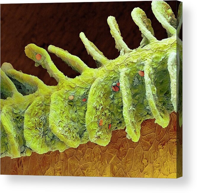 Electron Micrograph Acrylic Print featuring the photograph Cave Fish Gill by Steve Gschmeissner