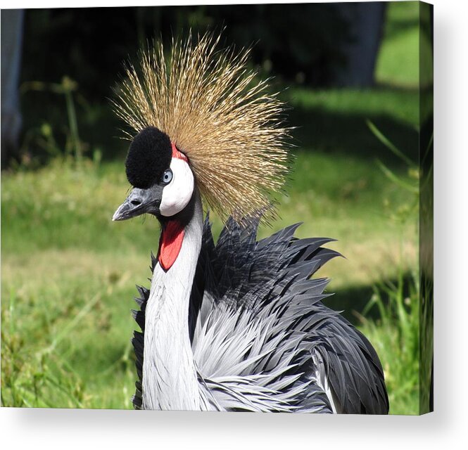 East African Crowned Crane Acrylic Print featuring the photograph Crowned crane by Barry Bohn