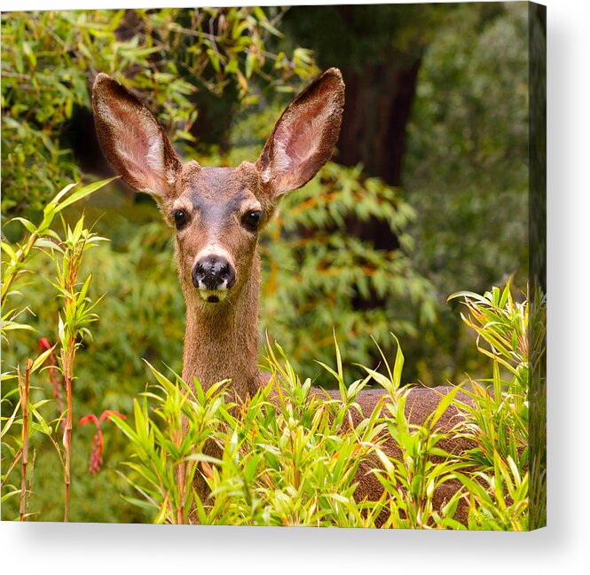 Deer Acrylic Print featuring the photograph Curiosity by Brian Tada