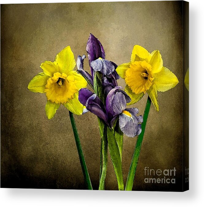 Daffodila And Iris Acrylic Print featuring the photograph Daffodils and Iris by Shirley Mangini