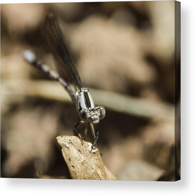 Damselfly Acrylic Print featuring the photograph Damselfly by Kevin Lee-Cerrino