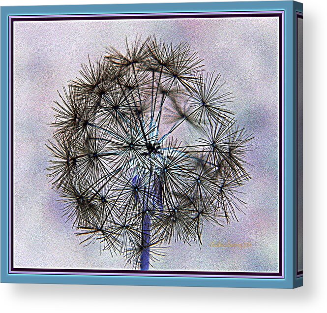 Dandelion Acrylic Print featuring the photograph Dandelion Blue and Purple by Kathy Barney