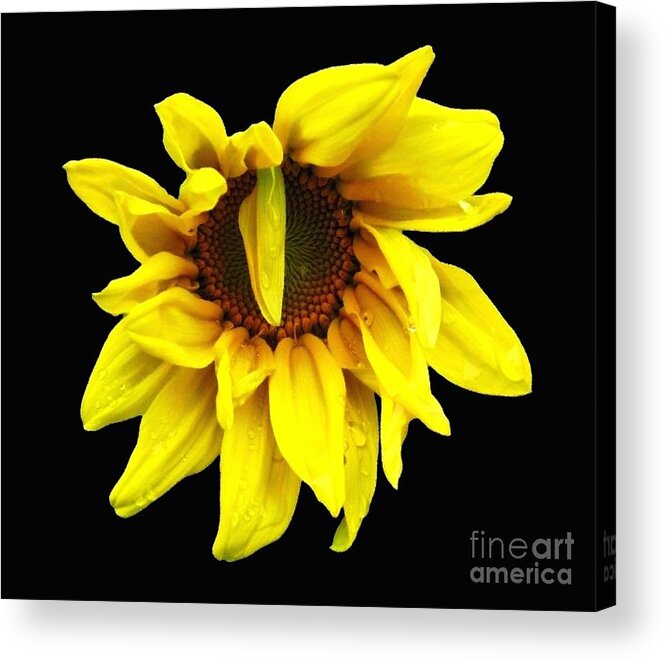 Sunflowers Acrylic Print featuring the photograph DrOOPS Sunflower with Oil Painting Effect by Rose Santuci-Sofranko