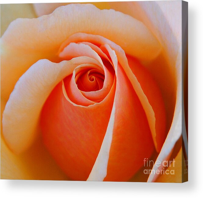  Bloom Acrylic Print featuring the photograph Eye Of The Rose by Nick Boren