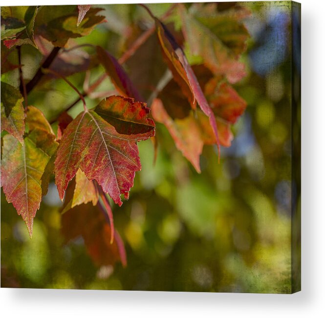 Fall Acrylic Print featuring the photograph Fall by Mary Underwood