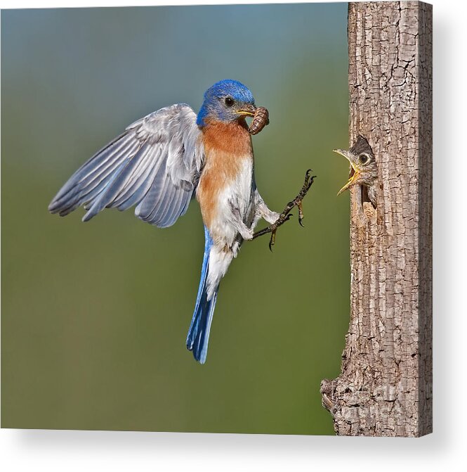Eastern Bluebird Acrylic Print featuring the photograph Feed me Daddy by Susan Candelario