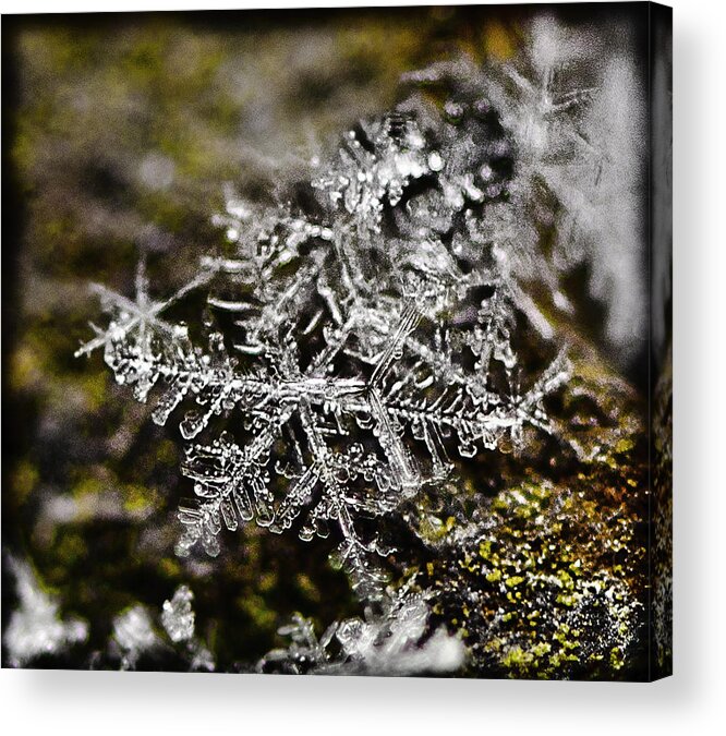 Snow Acrylic Print featuring the photograph Snowflakes on Rust by Shirley Tinkham